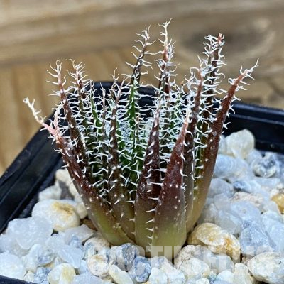 SH35748 Aloe haworthioides, seedling