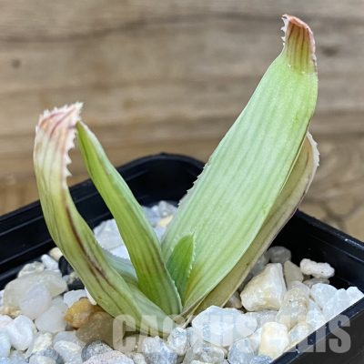 SH35749 Aloe reynoldsii, seedling