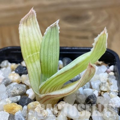 SH35750 Aloe reynoldsii, seedling