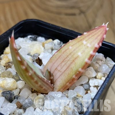 SH35751 Aloe pavelkae PV 1781, seedling