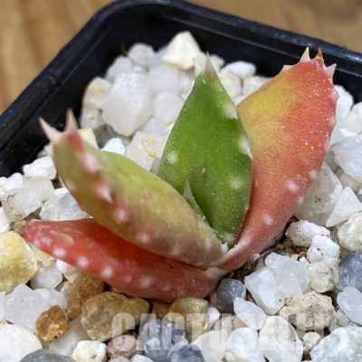 SH35753 Aloe melanacantha, seedling