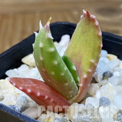 SH35754 Aloe melanacantha, seedling