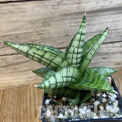 SH35762 Sansevieria ‘Manja’ hybrid
