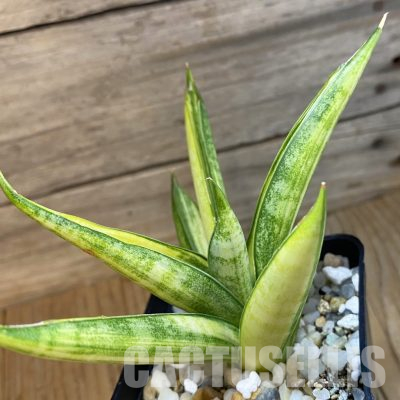 SH35763 Sansevieria ‘Pagoda’ hybrid f. variegata