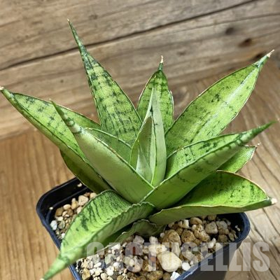 SH35764 Sansevieria ‘Silent Song’