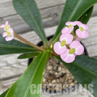 SH35692 Euphorbia lophogona