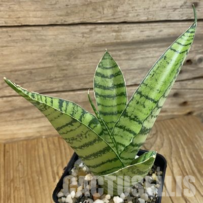SH35765 Sansevieria ‘Spider’ hybrid