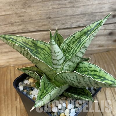 SH35766 Sansevieria 'Kahyangan' hybrid