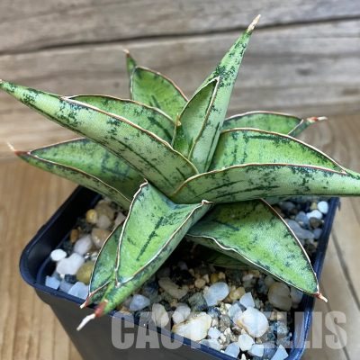 SH35768 Sansevieria ‘Donny Mini’ hybrid