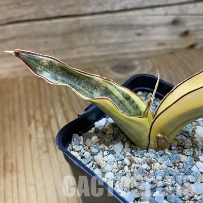 SH35769 Sansevieria kirkii ‘White’