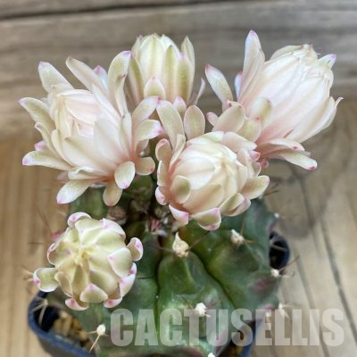 SH4962 Gymnocalycium mihanovichii ‘Neon’ hybrid, seedling