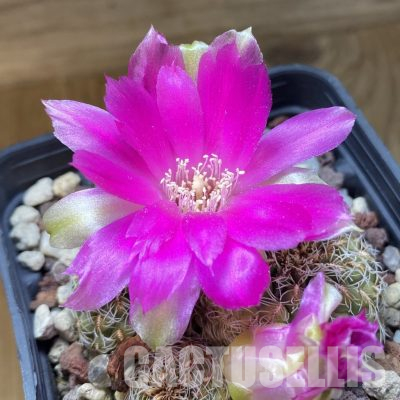 SH35770 Sulcorebutia canigueralii WK217A