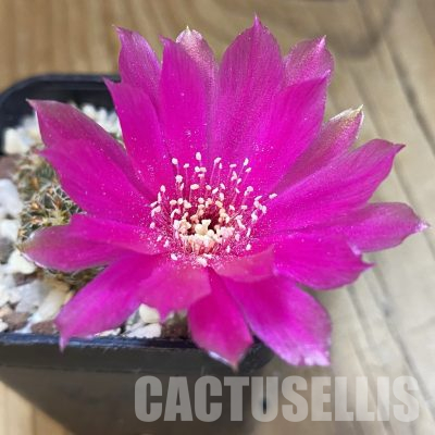 SH35771 Sulcorebutia zavaletae