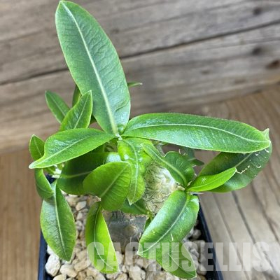 SH35695 Pachypodium brevicaule, grafted