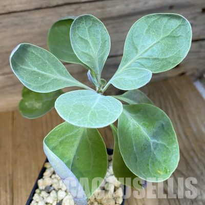 SH35697 Othonna triplinervia