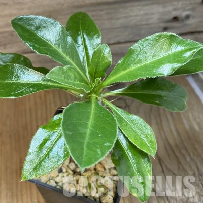 SH35698 Pachypodium saundersii