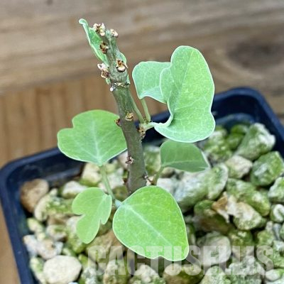 SH35701 Adenia spinosa