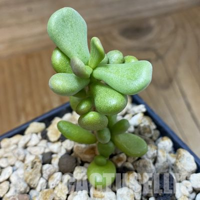SH35702 Ceraria pygmaea, seedling, 3 years old