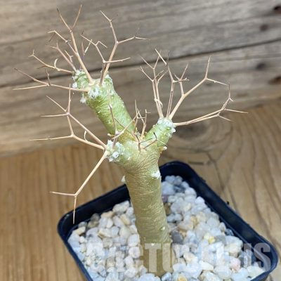 SH35703 Othonna euphorbioides