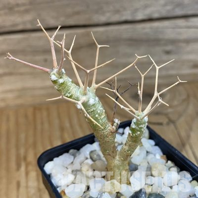 SH35704 Othonna euphorbioides