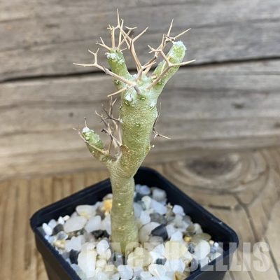 SH35705 Othonna euphorbioides