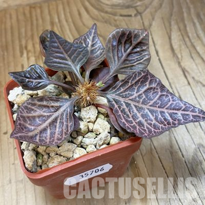 SH35706 Euphorbia francoisii hybrid