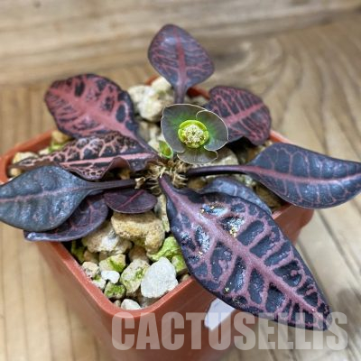 SH35707 Euphorbia francoisii hybrid