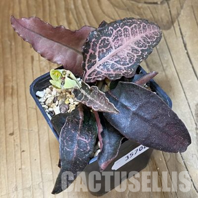 SH35708 Euphorbia francoisii hybrid