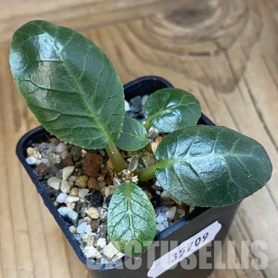 SH35709 Dorstenia foetida