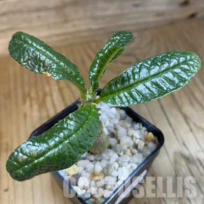 SH35710 Dorstenia gigas