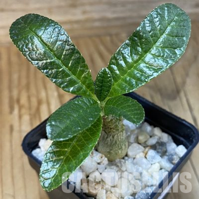 SH35711 Dorstenia gigas