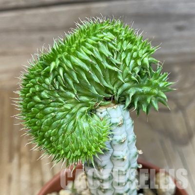 SH35712 Euphorbia susannae f. cristata, grafted