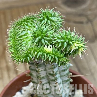 SH35713 Euphorbia susannae f. cristata, grafted