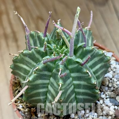 SH35714 Euphorbia valida, seedling