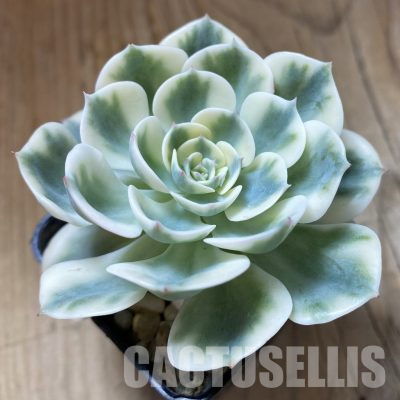 SH35687 Echeveria 'Compton Carousel'