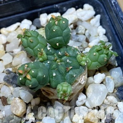 SH35715 Euphorbia inermis -Prava-true