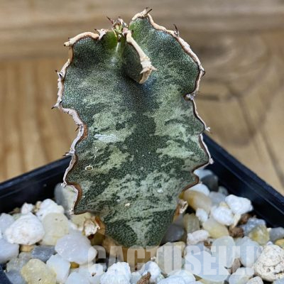 SH35716 Euphorbia robecchii