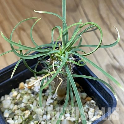 SH35717 Euphorbia gottlebei