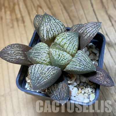 SH35802 Haworthia splendens hybrid