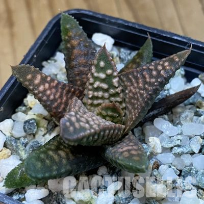 SH35804 Haworthia koelmaniorum x pumila