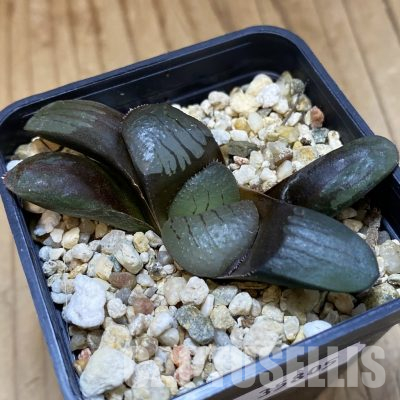SH35805 Haworthia springbokvlakensis