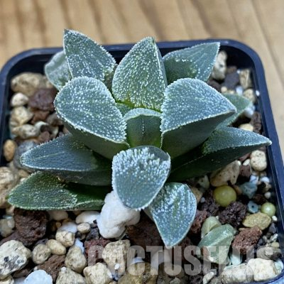 SH35806 Haworthia pygmaea ‘Crystallina’, seedling