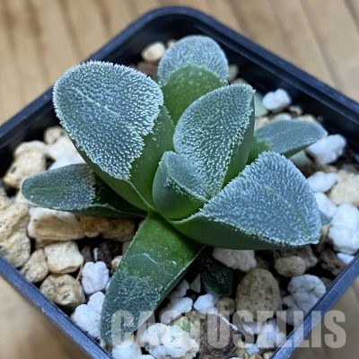 SH35807 Haworthia pygmaea ‘Crystallina’, seedling