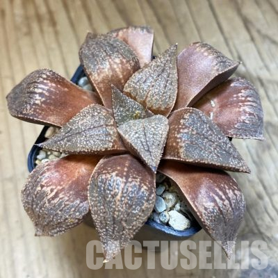 SH35808 Haworthia picta -Japan-