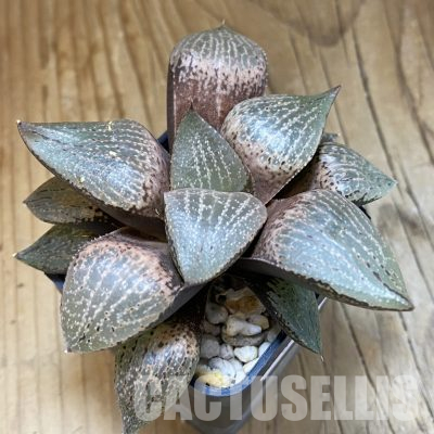 SH35809 Haworthia comptoniana hybrid
