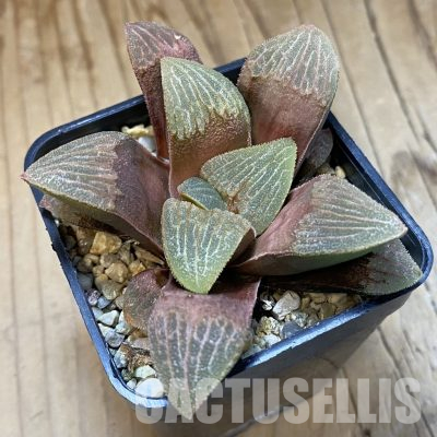SH35810 Haworthia bayeri x springbokvlakensis
