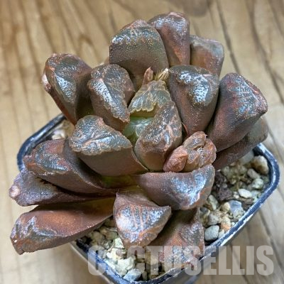 SH35811 Haworthia maughanii hybrid