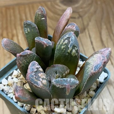 SH35812 Haworthia maughanii x splendens