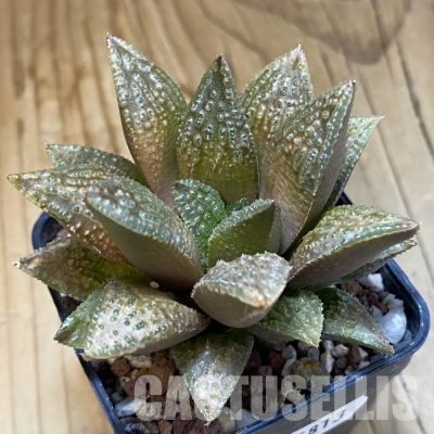 SH35813 Haworthia 'Black Major' hybrid