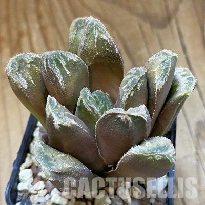 SH35814 Haworthia maughanii x splendens